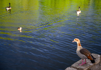 Egyptian goose in Kelsey Park, Beckenham, London. The Egyptian goose is standing by a lake watching other birds. Egyptian geese are common in Kelsey Park. Egyptian goose (Alopochen aegyptiaca), UK