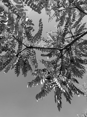 A tree branch with red leaves takes an unusual shape. Black and white photo.
Kharkiv, Ukraine.