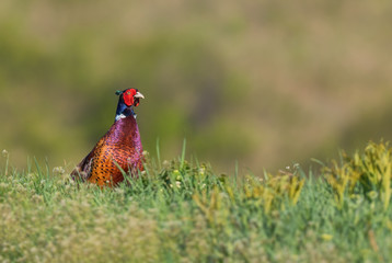 Common Pheasant - Phasianus colchicus, beautiful colored bird from Euroasian fields and meadows, Hustopece, Czech Republic.