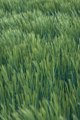 Espigas mecidas por el viento