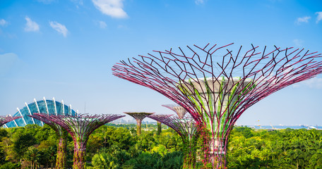 Supertree Grove is a large botanical garden in marina bay and is one of the most important attractions to visit Singapore and flower dome with blue skies on a good day.