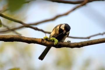 Great tit preying on a worm