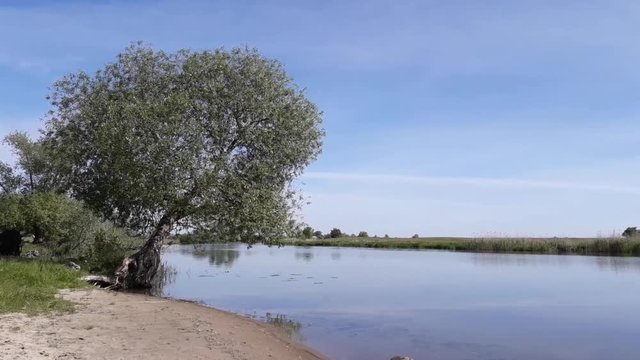 a willy tree leaning over the river havel