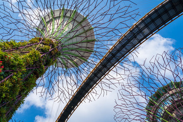 Supertree Grove is a large botanical garden in marina bay and is one of the most important attractions to visit Singapore and flower dome with blue skies on a good day.