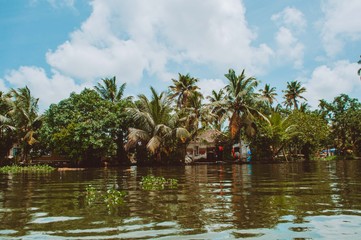 Fototapeta na wymiar Palm trees in the backwaters in Kerala, India