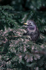 Bird on trees. Common starling ( european starling)(Sturnus vulgaris) on plants in Lausanne, Switzerland.