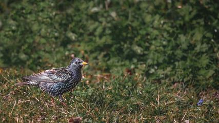 Bird on grasses. Common starling ( european starling)(Sturnus vulgaris) on grasses in Lausanne, Switzerland.