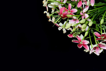 spring background, summer blooming rangoon creeper flower
