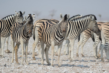 Fototapeta na wymiar Herd of striped zebras with curious muzzles on African savanna in dry season in dusty waterless day. Safari in Namibia.