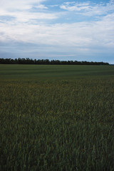 Green wheat field