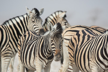 Herd of striped zebras with curious muzzles on African savanna in dry season in dusty waterless...
