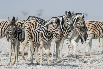Fototapeta na wymiar Herd of striped zebras with curious muzzles on African savanna in dry season in dusty waterless day. Safari in Namibia.
