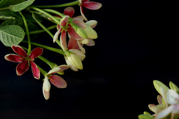 spring background, summer blooming rangoon creeper flower