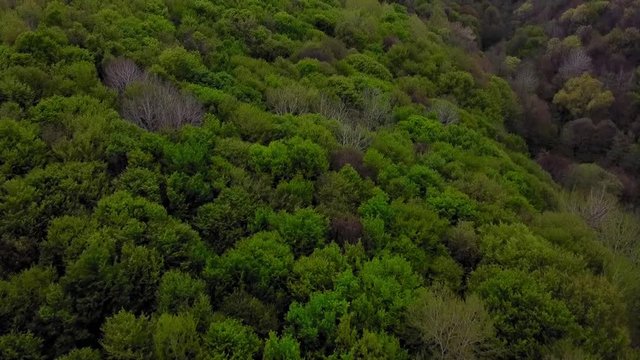 Aerial footage above a forest in spring season in a cloudy day