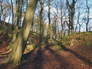 bare forest trees on hilly ground with scattered moss covered boulders with sunlight casting shadows