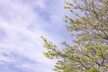 新緑の木と青空