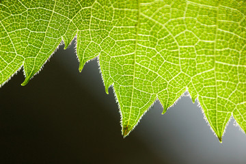 green leaf with water drops