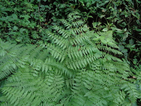 Green fern (Polypodiopsida, paku, pakis,  Polypodiophyta) with a natural background. It is a member of a group of vascular plants  that reproduce via spores and have neither seeds nor flowers.