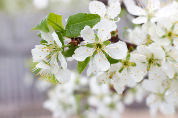 Plum blossoms in the spring garden. White flowers close-up. Beautiful floral background with white flowers and green leaves. Selective focus. Branch of a blossoming plum close-up.