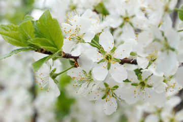 Plum blossoms in the spring garden. White flowers close-up. Beautiful floral background with white flowers and green leaves. Selective focus. Branch of a blossoming plum close-up.