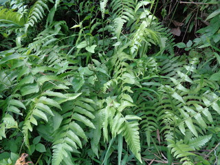 Green fern (Polypodiopsida, paku, pakis,  Polypodiophyta) with a natural background. It is a member...