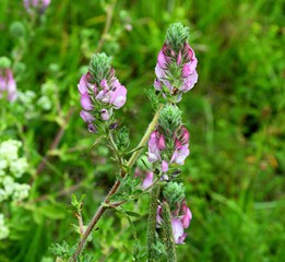 Field restharrow flowers
