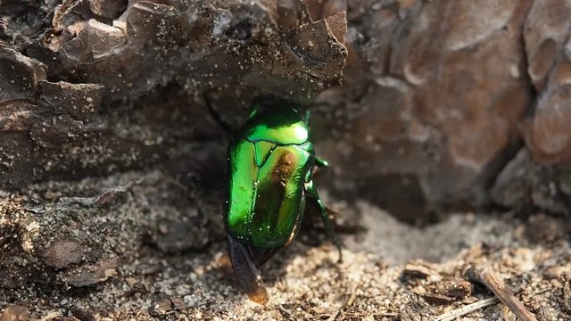 Beautiful metallic green scarab bug known as the June Beetle (Cetonia aurata) falls down on his back and trying to stand on his feet in the forest. Illuminated by sunlight. Close-up.