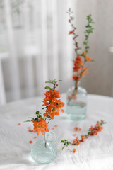 Orange japanese quince Branches on the white table