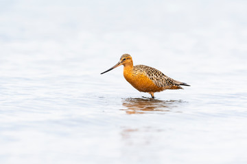 オオソリハシシギ夏羽(Bar-tailed Godwit)