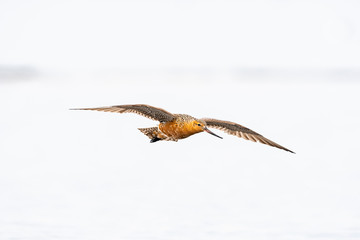 オオソリハシシギ夏羽飛翔(Bar-tailed Godwit)