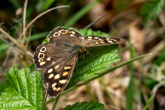 Speckled wood Butterfly (Pararge aegeria) with wings outstreached resting on a summer leaf  stock photo