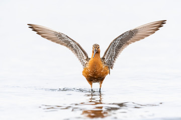 翼を広げるオオソリハシシギ夏羽(Bar-tailed Godwit)