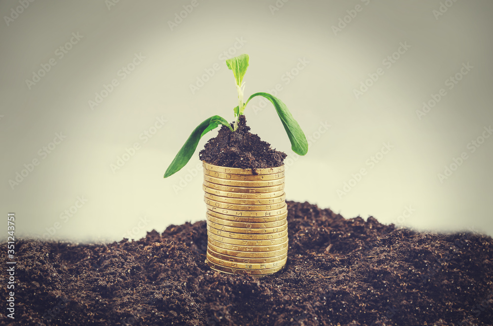 Wall mural golden coins in soil with young plant. money growth concept