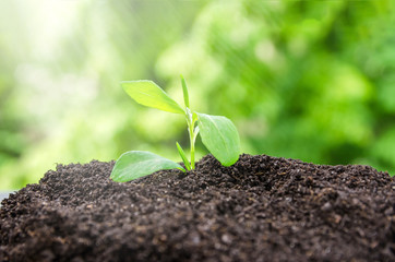 ัyoung green nature sprout in the soil is growing up. ecology and agriculture concept.
