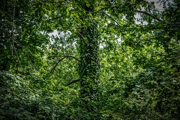 Fototapeta na wymiar Green leaves background. Natural background.