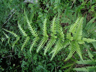 Green fern (Polypodiopsida, paku, pakis,  Polypodiophyta) with a natural background. It is a member of a group of vascular plants  that reproduce via spores and have neither seeds nor flowers.
