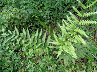 Green fern (Polypodiopsida, paku, pakis,  Polypodiophyta) with a natural background. It is a member of a group of vascular plants  that reproduce via spores and have neither seeds nor flowers. - obrazy, fototapety, plakaty