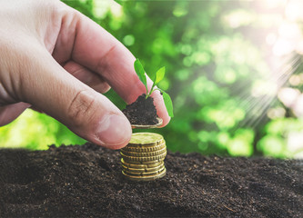 Hand putting coin on coin stack growing graph with green bokeh background,investment concept.tree growing on coin,Business Finance and Save Money concept