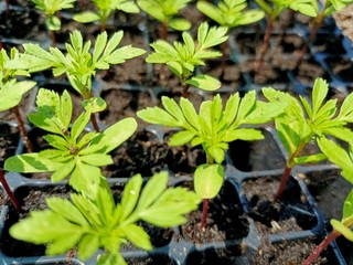 green plant in the garden