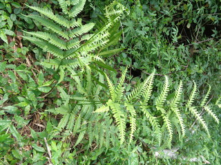 Green fern (Polypodiopsida, paku, pakis,  Polypodiophyta) with a natural background. It is a member...