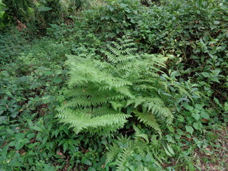 Green fern (Polypodiopsida, paku, pakis,  Polypodiophyta) with a natural background. It is a member of a group of vascular plants  that reproduce via spores and have neither seeds nor flowers.