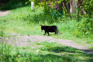 Black cat with a mouse in its mouth runs along a country road