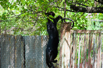 Black cat with a mouse in its mouth jumps on a fence of a rural house