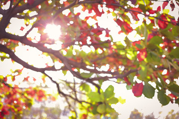 beautiful warm light of sun in autumn morning day, abstract blur bokeh in nature