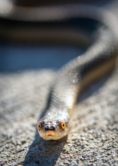 A small Glossy Swampsnake along the Shadow Creek Ranch Nature Trail in Pearland, Texas!