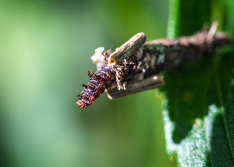 The great escape! Abbot's Bagworm Moth Caterpillar!
