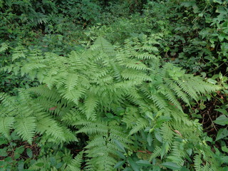 Green fern (Polypodiopsida, paku, pakis,  Polypodiophyta) with a natural background. It is a member...