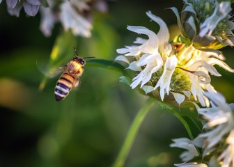 A Western Honey Bee trying to decide which flower is the best! Shadow Creek Ranch Nature Trail, Pearland, Texas!