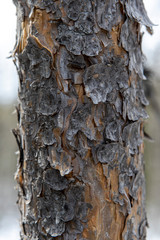 The texture of the trunk and tree bark closeup. Natural material