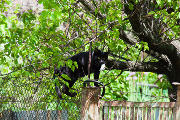 Black cat with a mouse in its mouth jumps on a fence of a rural house